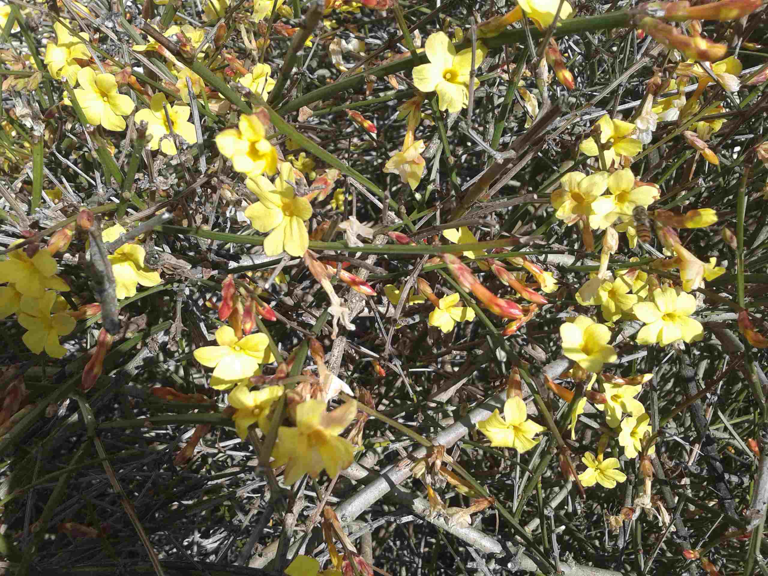 Jasminum nudiflorum.jpg